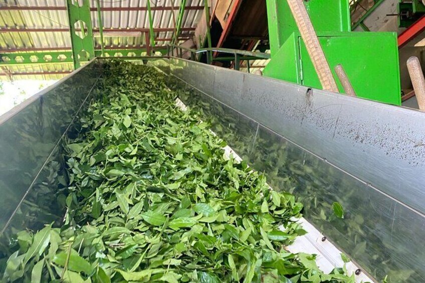 Trabzon Uzungol Nature Group Tour with Local Tea Tasting