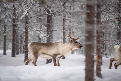 Levi: Winter Hoogtepunten Familiedag