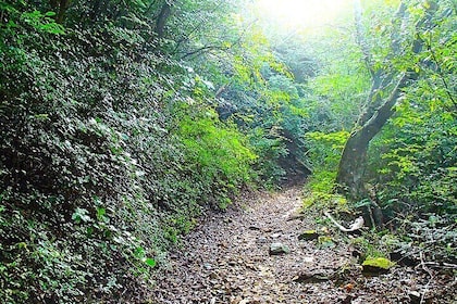 Private Historic Road Hike in the Healing Forest of Arima