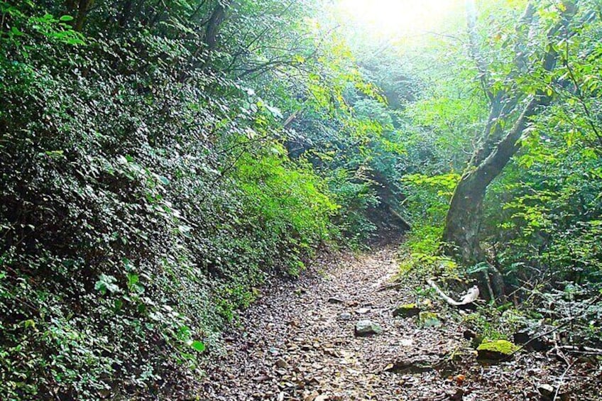 The Totoya Road was once used to transport fish from Kobe to Arima and gradually became the main route for visitors traveling to Arima Hot Spring. Today, it is a popular hiking trail.