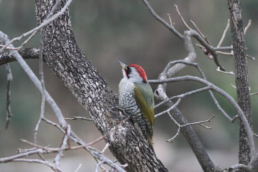 Green woodpecker. A variety of wild birds live in the Healing Forest.