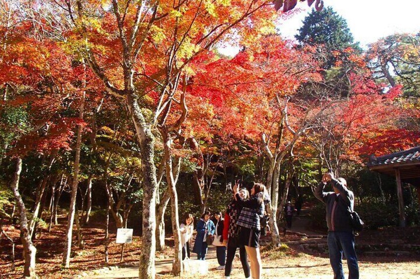 The area around Zuibōji Park is one of the most famous spots for autumn foliage in the Kansai region.