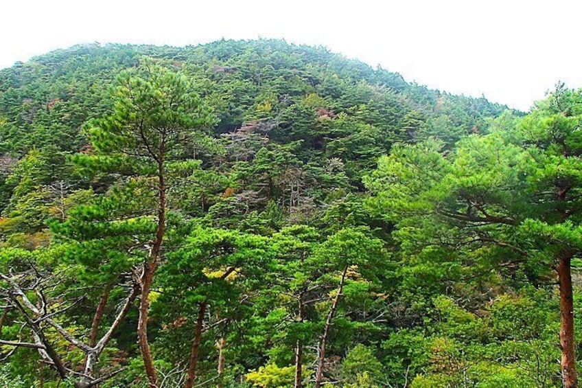 Mt. Iba. On this tour, you will walk along ancient trails and through forests around this mountain.