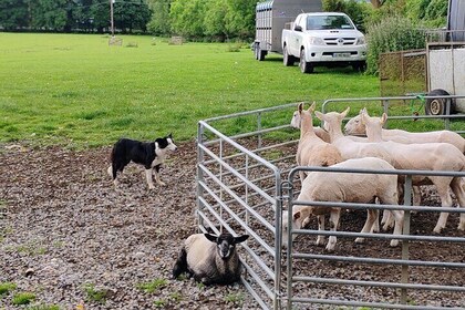 Wicklow, Glendalough and Sheep Dog Demonstration Private Tour
