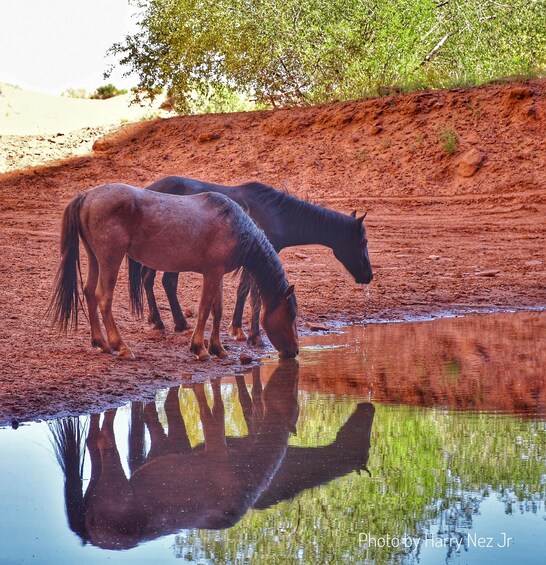 Picture 10 for Activity Monument Valley: Scenic 3.5-Hour Cultural Tour