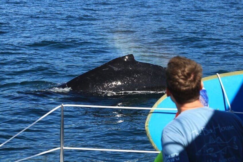 A close encounter with a humpback whale is an unforgettable experience 