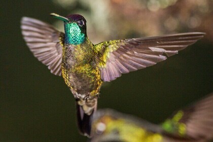 Victor's Bird Photography and Watching Tours