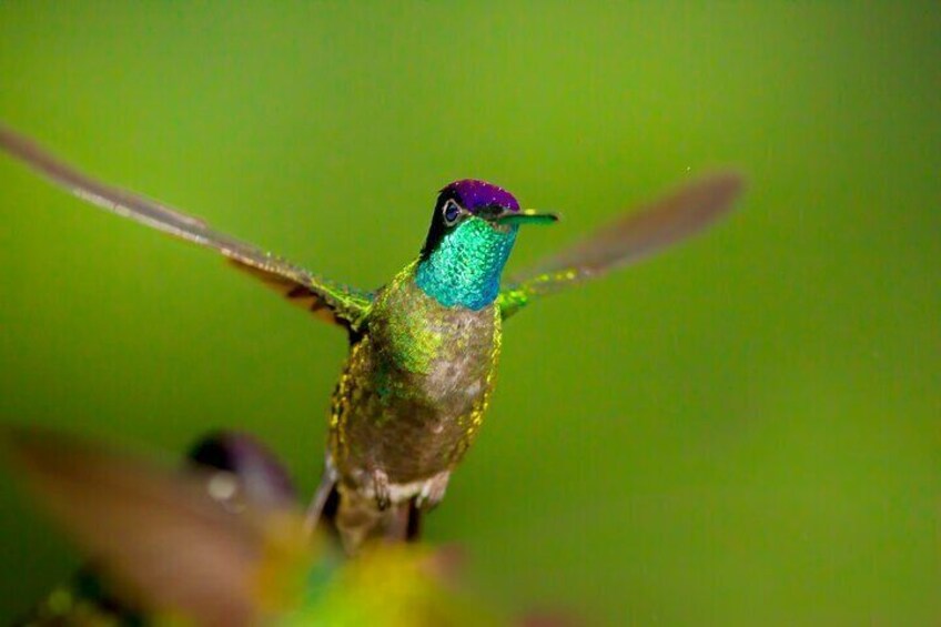 Victor's Bird Photography and Watching Tours