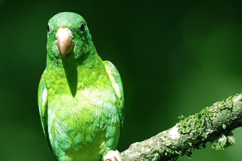 Victor's Bird Photography and Watching Tours