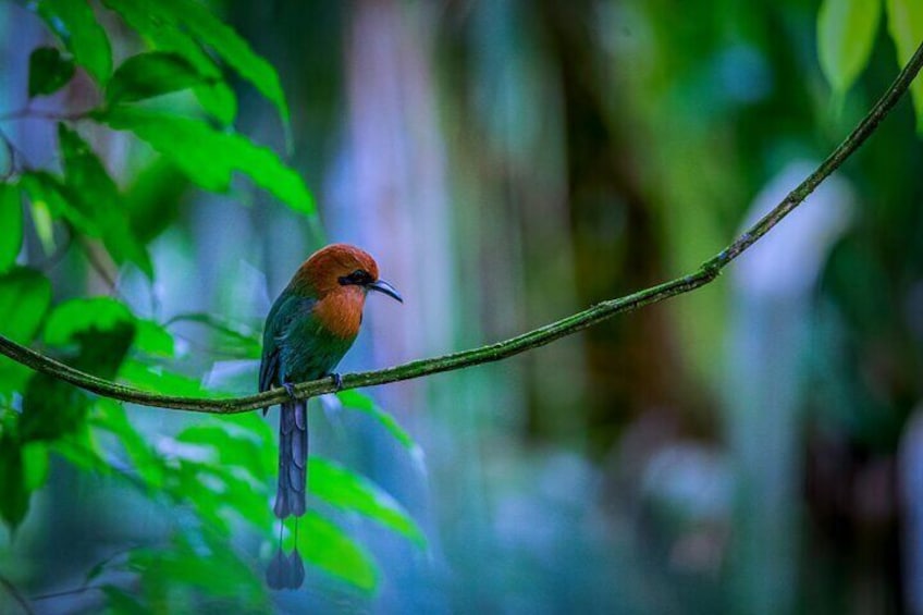 Victor's Bird Photography and Watching Tours