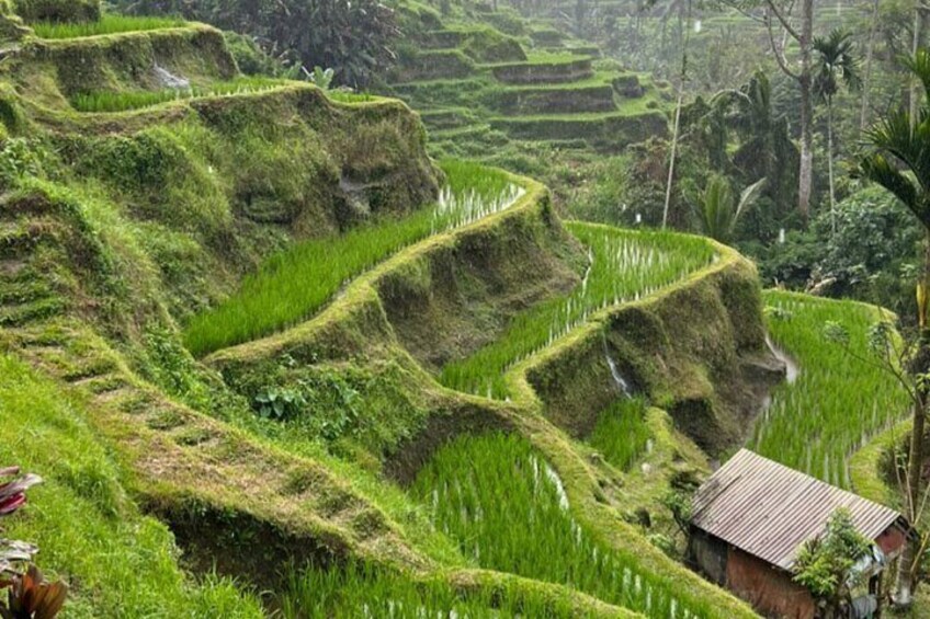 Tegalalang rice terrace