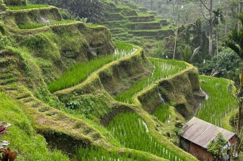 Tegalalang rice terrace
