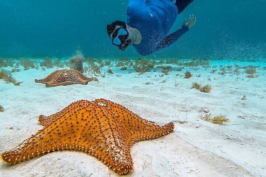 Cayman 3 in 1 Adventure Reef Snorkeling, Starfish and Stingrays