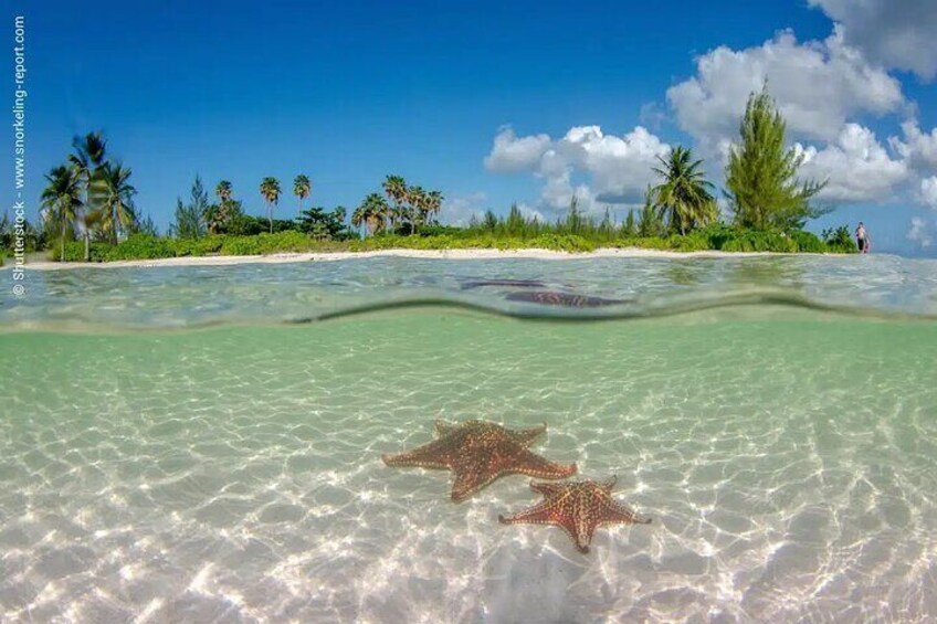 Cayman 3 in 1 Adventure Reef Snorkeling, Starfish and Stingrays