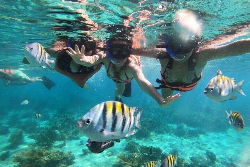 Cayman 3 in 1 Adventure Reef Snorkeling, Starfish and Stingrays