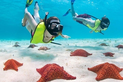 Cayman Adventure Stingrays Starfish & Crystal Caves