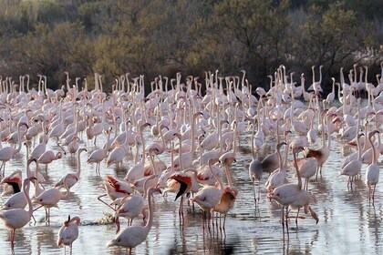 From Valencia a boat ride in the Albufera