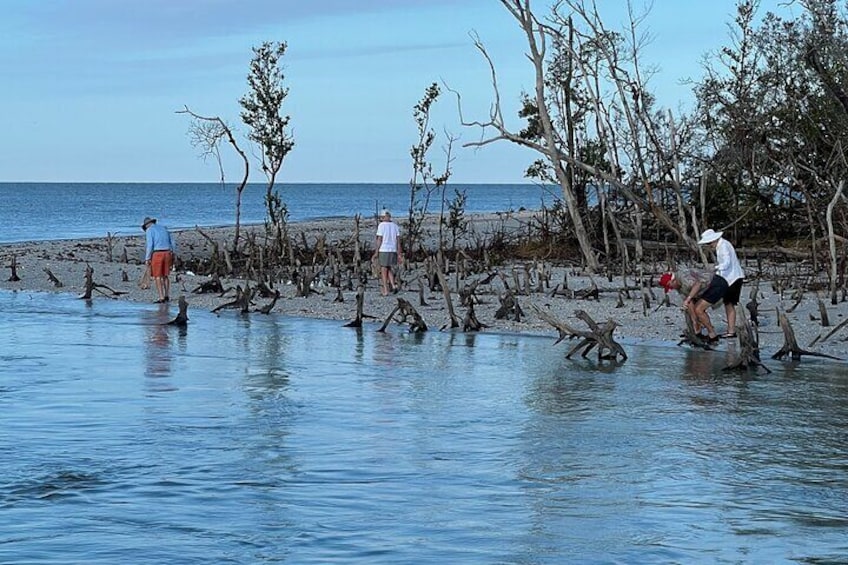 10,000 Islands Shelling Trip Marco Island FL