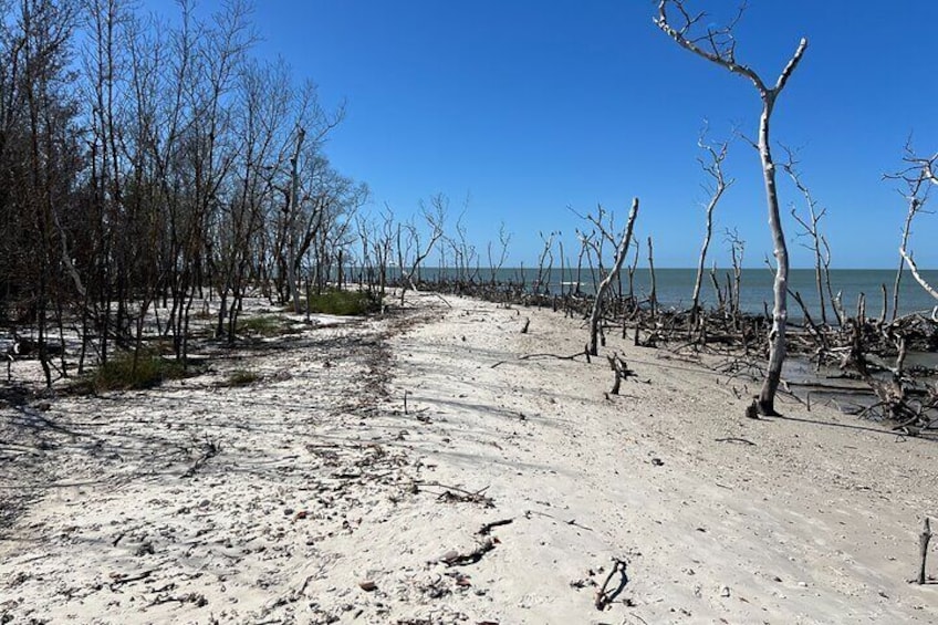 10,000 Islands Shelling Trip Marco Island FL