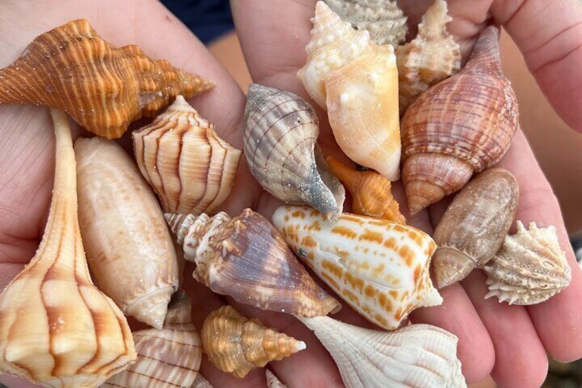 10,000 Islands Shelling Trip Marco Island FL