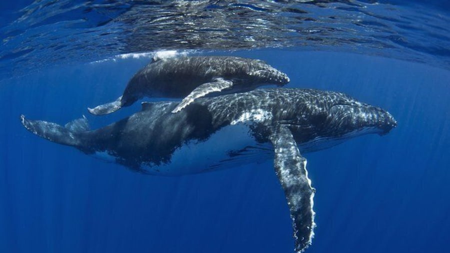 Half day whale tour 4h00