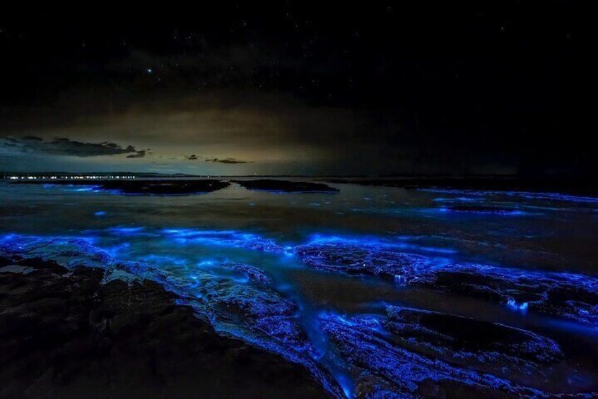 Grand Cayman Bioluminescence Experience