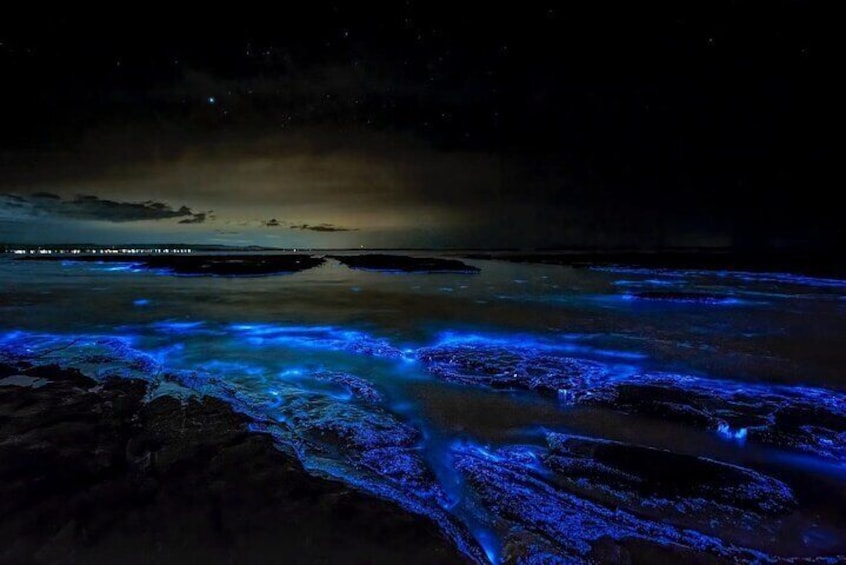 Grand Cayman Bioluminescence Experience