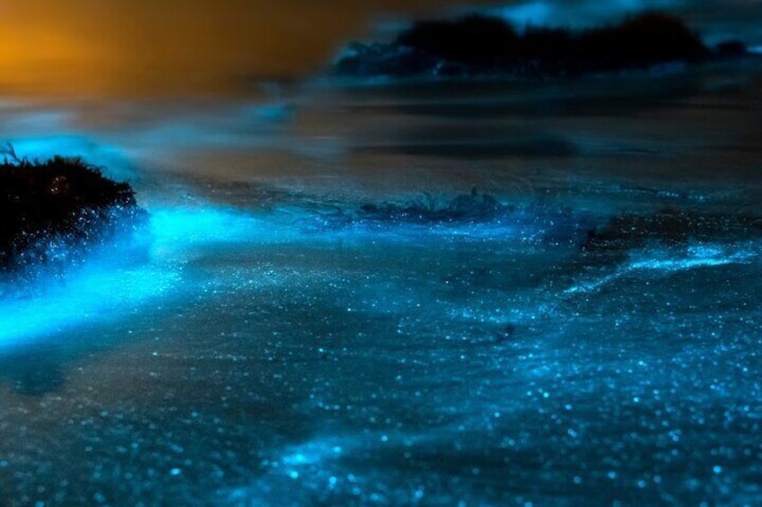 Grand Cayman Bioluminescence Experience