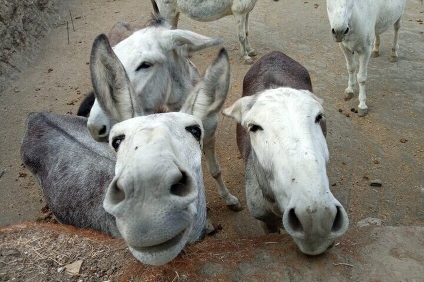 Donkeys ready for a walk