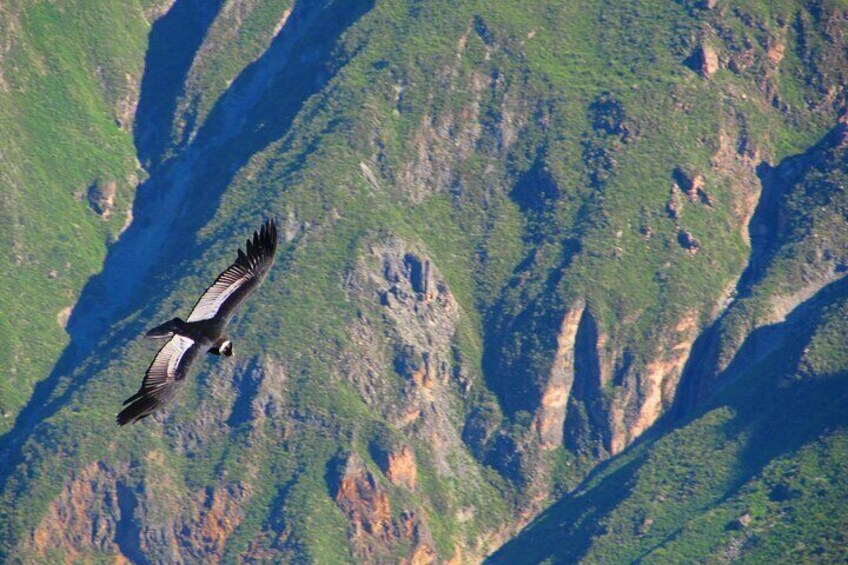 Colca Canyon 2-Day Tour with Lodge Stay and Transfer to Puno