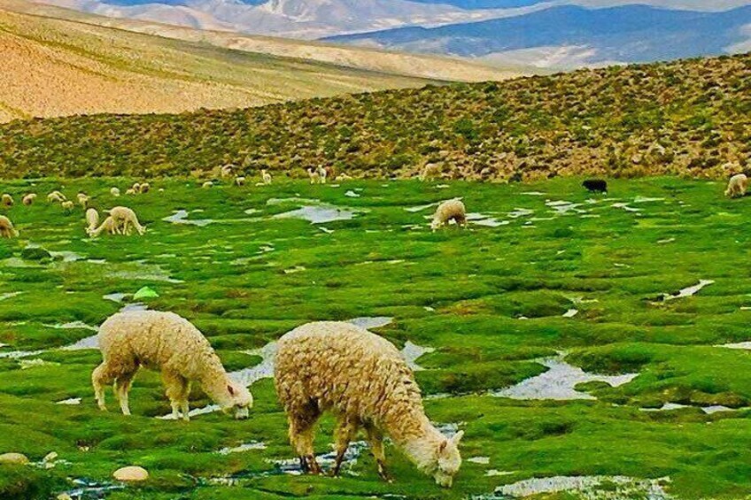 Colca Canyon 2-Day Tour with Lodge Stay and Transfer to Puno
