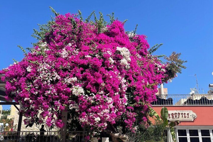 West Crete Chania and Rethimnon Old Town Tour