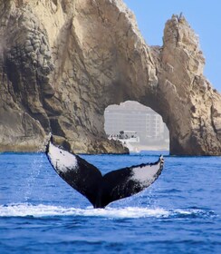 Cabo’s 3-in-1 Boat Tour: The Arch, Lover’s Beach & Whale Watching