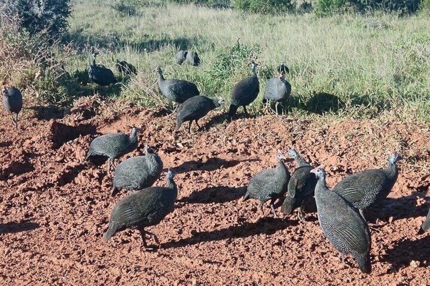 Port Elizabeth Addo Elephant National Park All Inclusive Safari