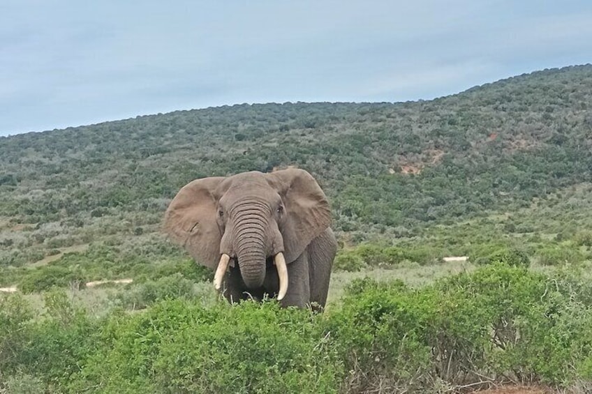 Port Elizabeth Addo Elephant National Park All Inclusive Safari