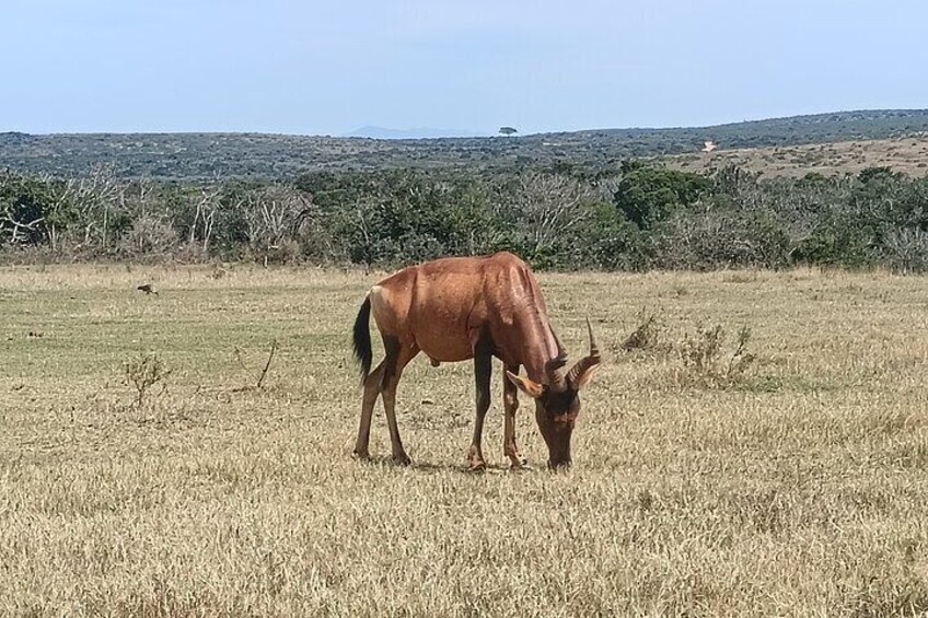 Port Elizabeth Addo Elephant National Park All Inclusive Safari