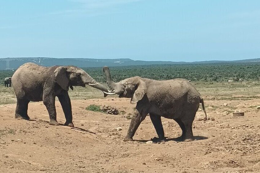Port Elizabeth Addo Elephant National Park All Inclusive Safari