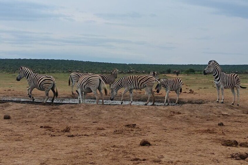 Port Elizabeth Addo Elephant National Park All Inclusive Safari