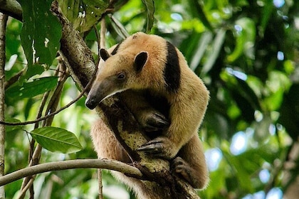 Corcovado National Park 1 Night 2 Day Tour