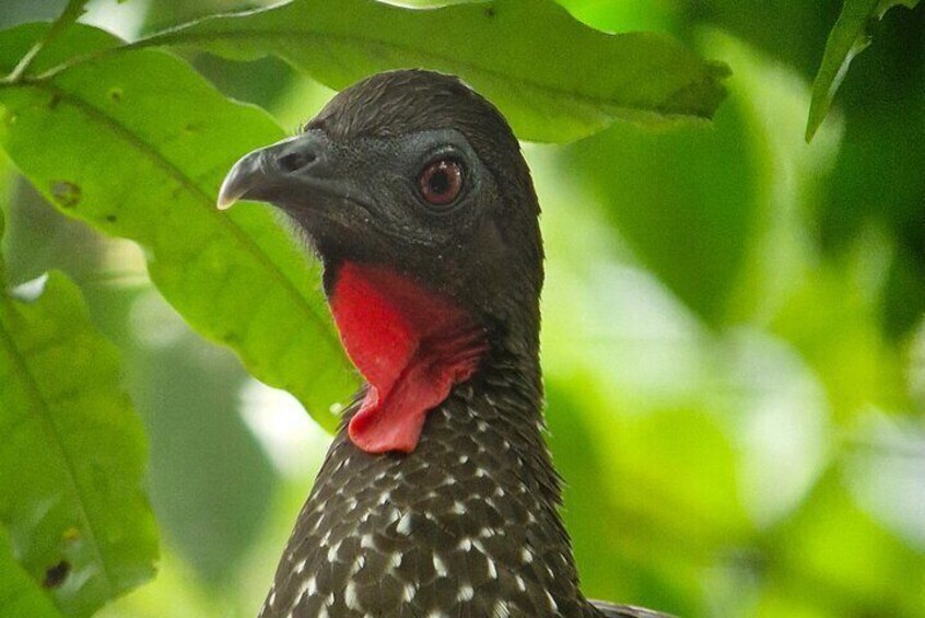 Crested Pava 