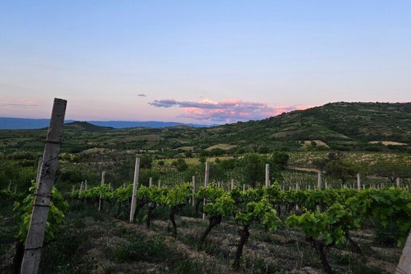 Wine Tasting in Tikvesh Wine Region