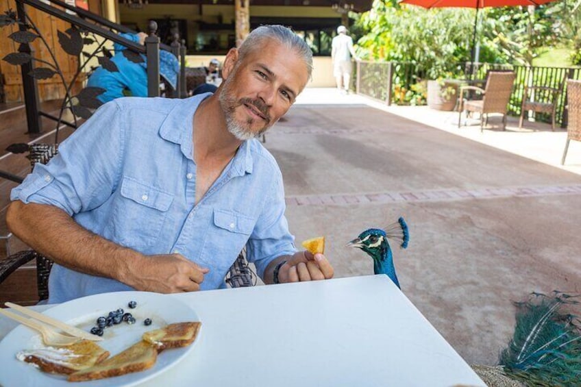 Feeding a peacock at breakfast