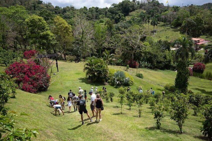 Coffee plantation tour