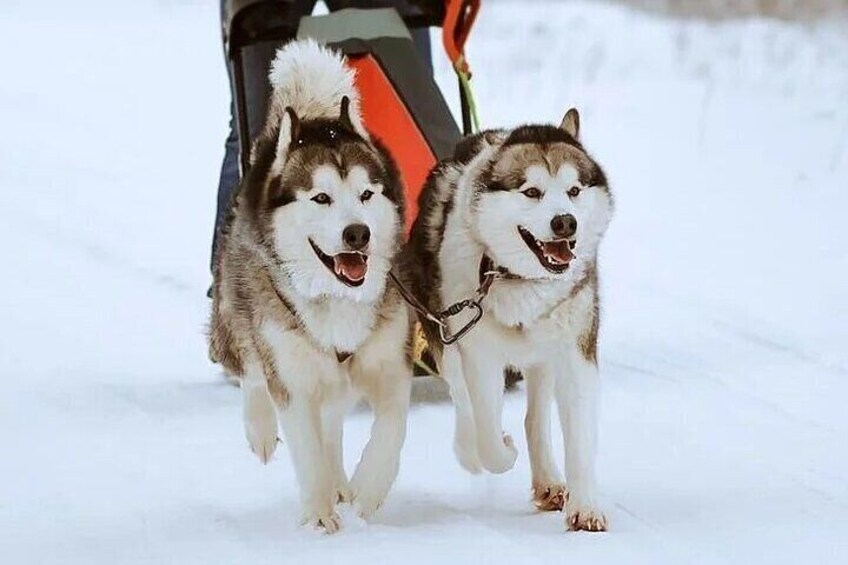 Rovaniemi Husky Ride with Kennel Visit 