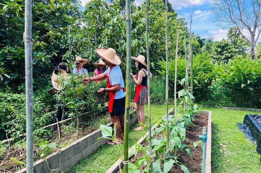 Half Day Chiang Mai Thai Cooking Class with Market & Farm