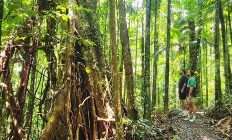 Airlie Beach: Waterfall & Rainforest Bushwalk Eco Adventure