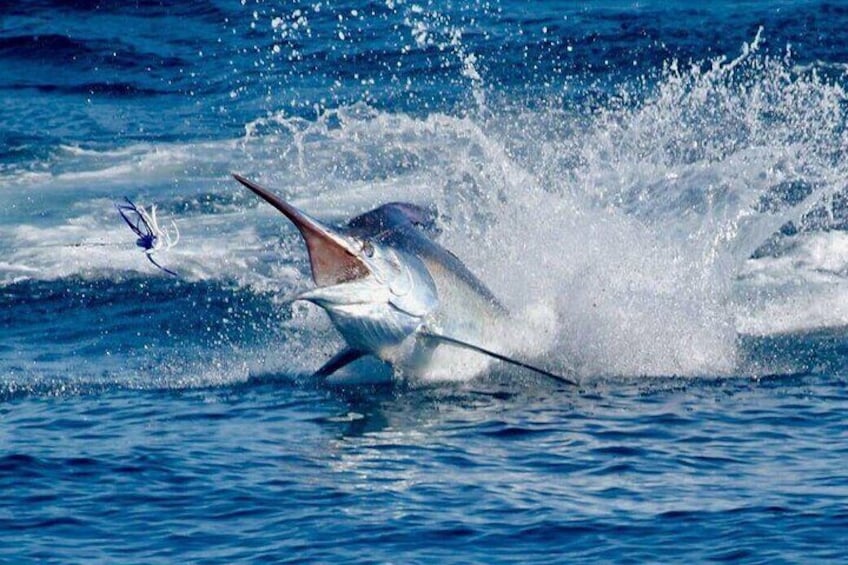 Half Day Fishing Trip from Praslin Island 