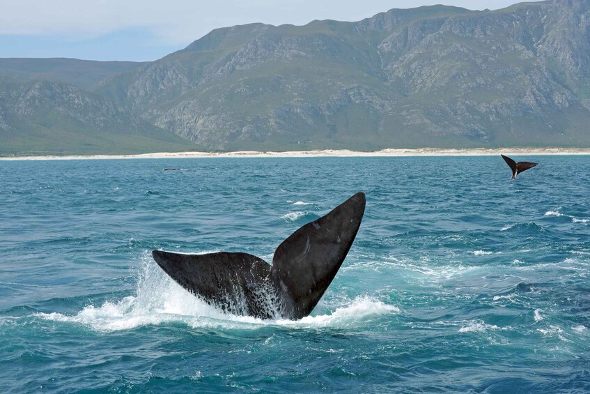 Picture 2 for Activity Cape: Safari & Whale Coast 2-Day Tour with Private Transfers