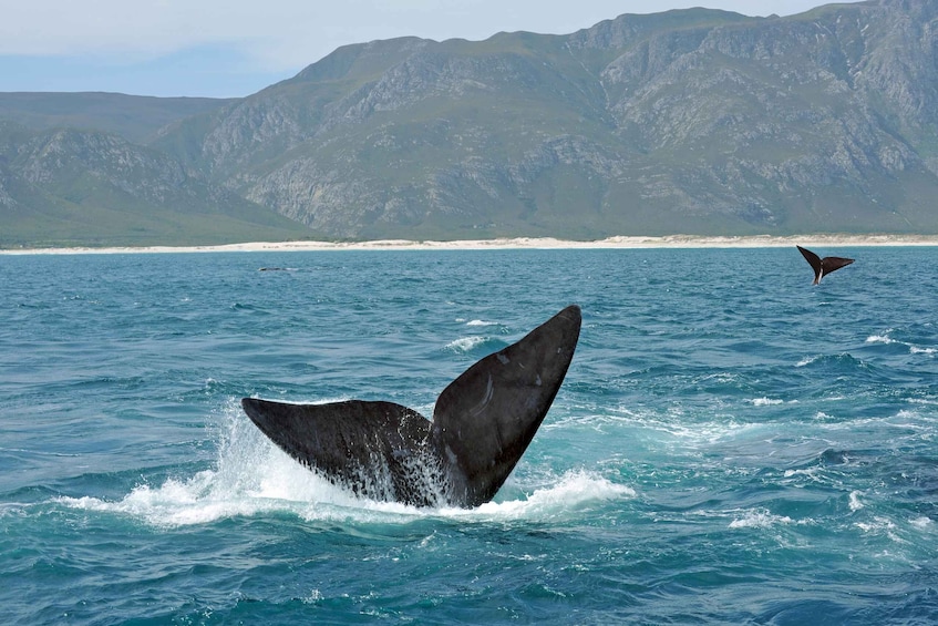 Picture 2 for Activity Cape: Safari & Whale Coast 2-Day Tour with Private Transfers