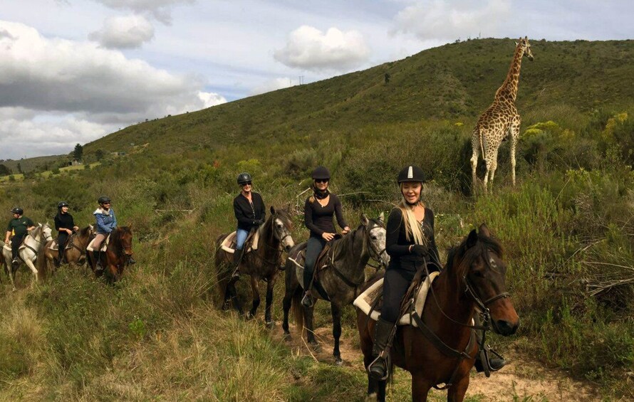 Picture 3 for Activity Cape: Safari & Whale Coast 2-Day Tour with Private Transfers